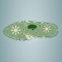 Pixwords Billedet med fodaftryk, alger, gron, stjerne, mikroskopisk, vav Vladimir Zadvinskii (Vladimiraz)