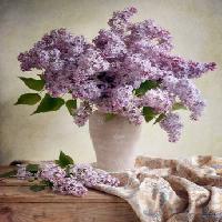 Pixwords Billedet med blomster, vase, lilla, bord, klud Jolanta Brigere - Dreamstime