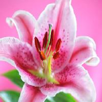 Pixwords Billedet med blomst, lyserød Flynt - Dreamstime