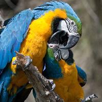 Pixwords Billedet med papegøje, fugl, farve, fugle Marek Jelínek - Dreamstime