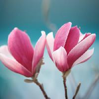 Pixwords Billedet med blomst, pink Sofiaworld - Dreamstime