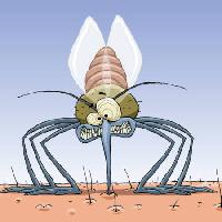 Pixwords Billedet med myg, dyr, hår, fluer, familie, infektion, malaria Dedmazay - Dreamstime