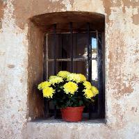 Pixwords Billedet med blomster, blomster, vindue, gul, mur Elifranssens