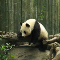 panda, bjørn, lille, sort, hvid, træ, skov Nathalie Speliers Ufermann - Dreamstime