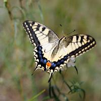 Pixwords Billedet med butterfly, insekt, dyr Sergey  Galushko (Galdzer)