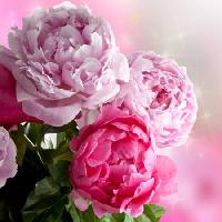 Pixwords Billedet med blomst, blomster, have, rose Piccia Neri - Dreamstime