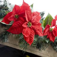 Pixwords Billedet med julestjerner, blomst, rød, have, planter, jul Jose Gil - Dreamstime