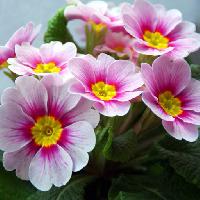 Pixwords Billedet med blomster, blomst, pink, hvid, natur Taina Sohlman (Taina10)