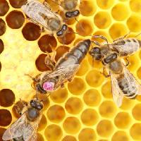Pixwords Billedet med bier, hive, dyr, insekter, insekt, dyr, honning Rtbilder