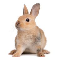 Pixwords Billedet med bunny, kanin, ører, dyr Isselee - Dreamstime
