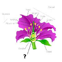 Pixwords Billedet med anlag, tegning, stovdrager, kronblad, glodetrad, ovule Snapgalleria