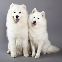 Pixwords Billedet med hund, dyr, hvid Lilun - Dreamstime