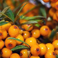 Pixwords Billedet med frugt, gul, orange, frugt, gront dgstudio