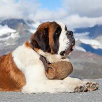 Pixwords Billedet med hund, tønde, bjerg Swisshippo - Dreamstime