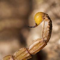 Pixwords Billedet med scorpion, dyr, insekt Mauro Rodrigues (Membio)