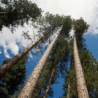træ, træer, himmel, træ, skyer Juan Camilo Bernal - Dreamstime