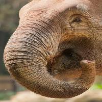 Pixwords Billedet med trumf, næse, krop, elefant Imphilip - Dreamstime