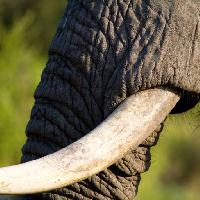 Pixwords Billedet med elefant, trunk, dyr Villiers Steyn (Villiers)