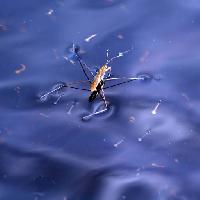 bug, insekt, vand, flyde, bla Sergey Yakovlev (Basel101658)