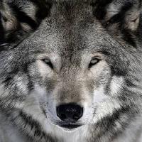 Pixwords Billedet med ulv, dyr, vild, hund Alain - Dreamstime