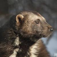 Pixwords Billedet med dyr, bjørn, vild, dyreliv, pels Moose Henderson - Dreamstime